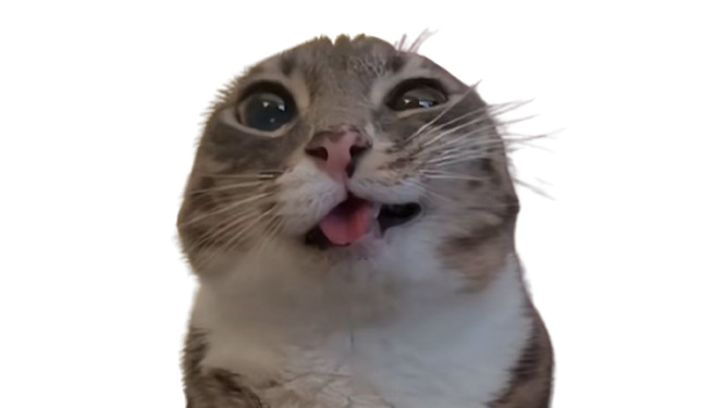 Rigby the cat editor